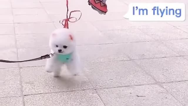 Funny dog video
