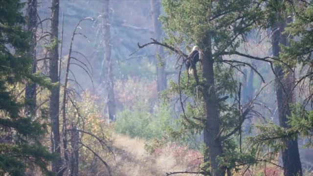 A Beautiful Bald Eagle In Tree Over A River Through Smoke From A Fire