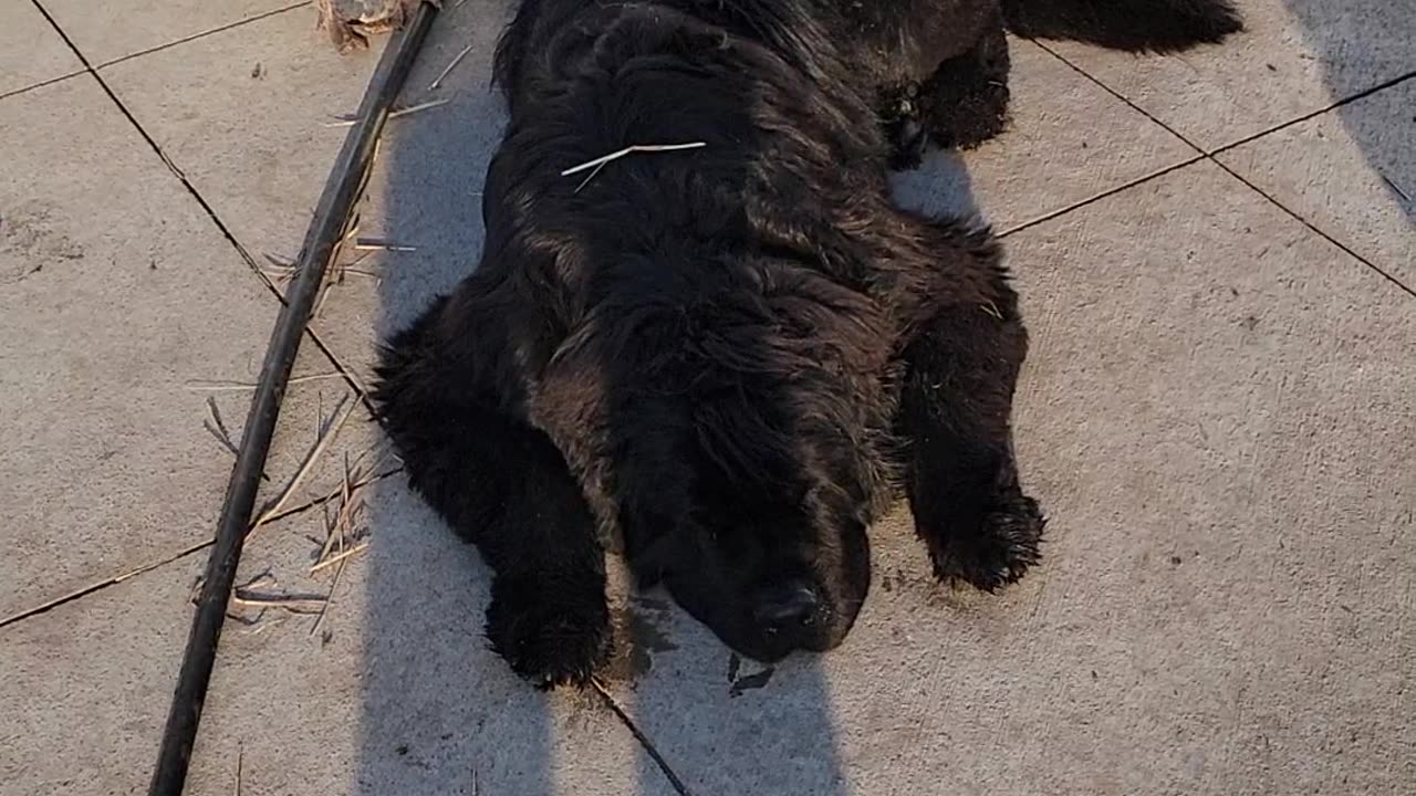 Broody Chickens Pester Patient Newfoundland Dogs