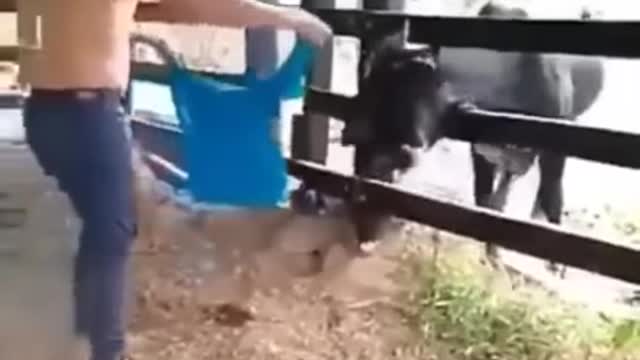 So angry bull.