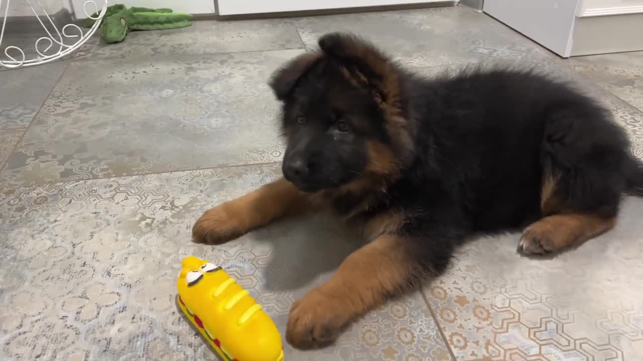 What does a German Shepherd Puppy do when a Cat doesn't want to play