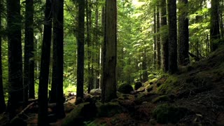 Forest in the summer