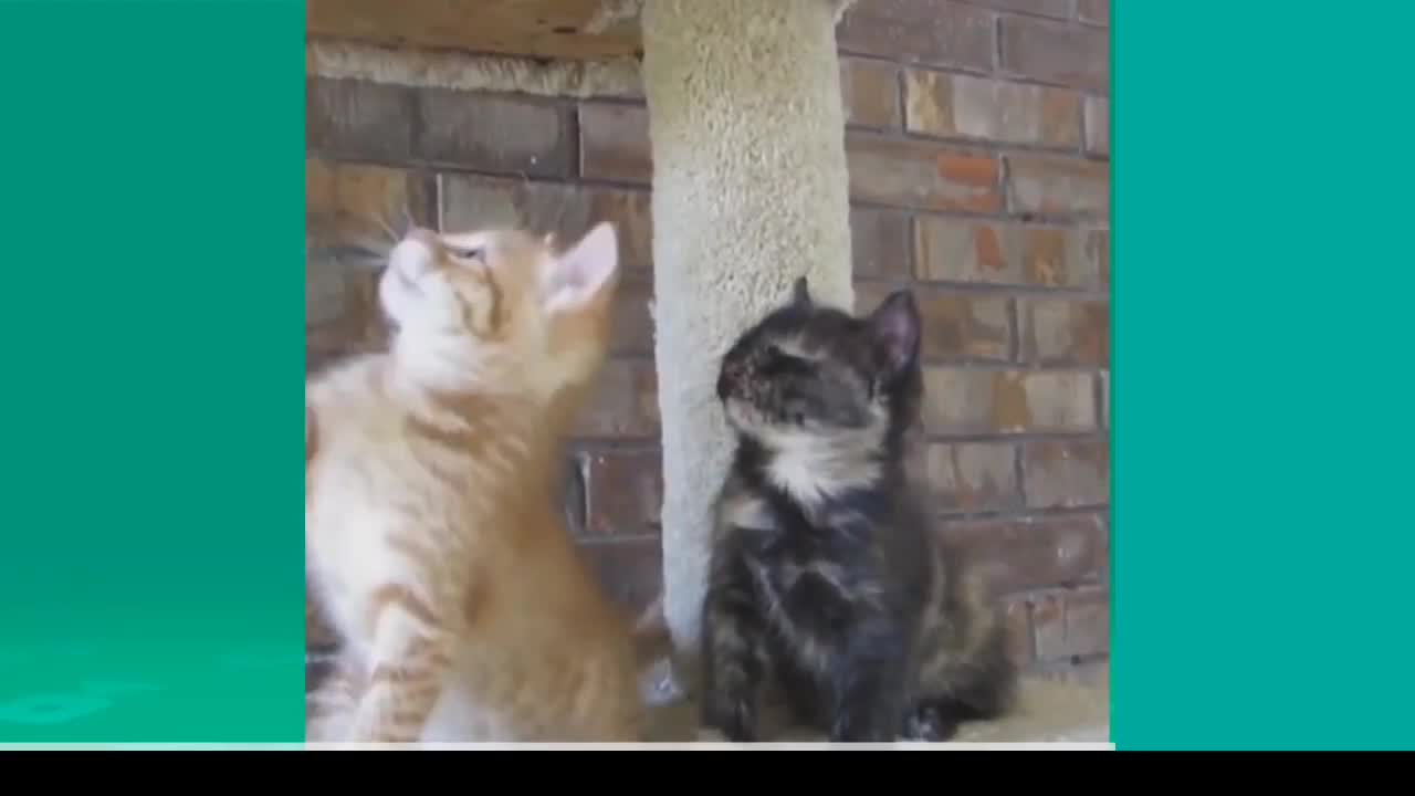 Funny cats dogs - Funny videos . Only the best funny animal videos