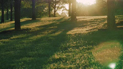 Meadow covered with grass and trees in the blazing sun