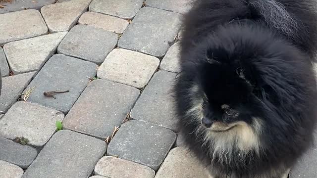 Cut dog video