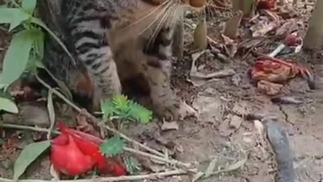 Funny Cat Fight with Crocodile