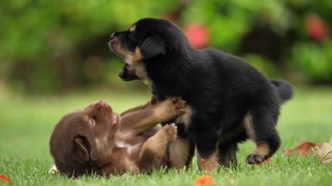 Cute Dog Video
