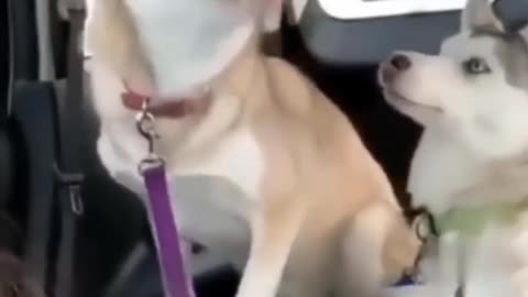 Funny animal video compilation 😂
