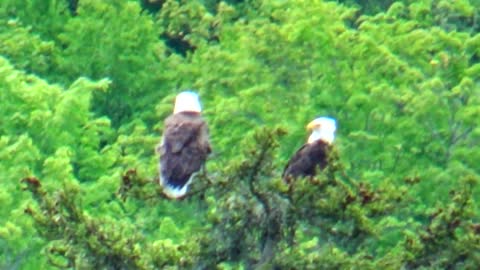 Two Eagles