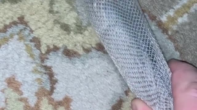 Snake skin: This Was Unexpected!!