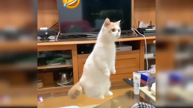 Baby Cats - Cute and Funny Cat Videos Compilation
