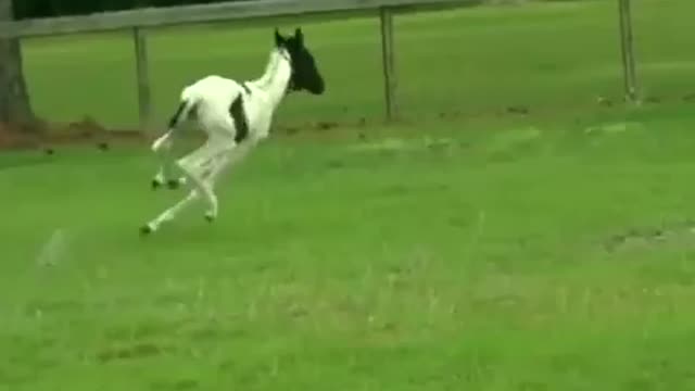 Hilarious baby horses compilation