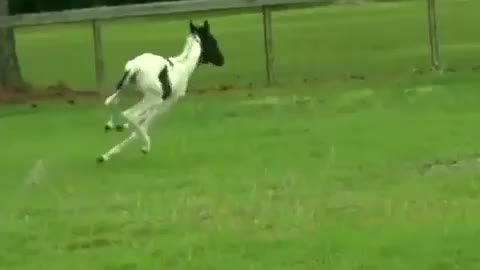 Hilarious baby horses compilation