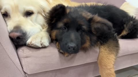 Golden Retriever Shares a Sofa with Puppies