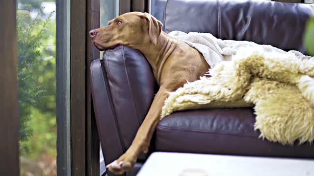 Sad Dog waiting his owner