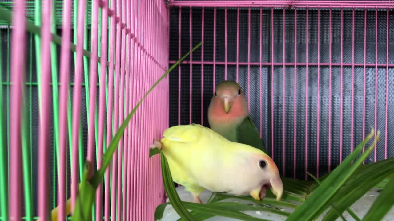 Two of the most beautiful parrots