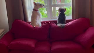 Sunday Serenade