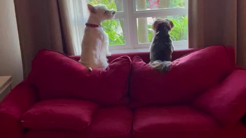 Sunday Serenade