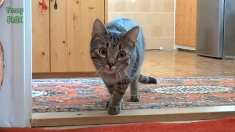 Funny stalking cat video