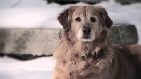 Very cute lonely Dog😢