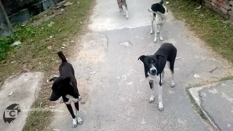 Indian dogs shouted at me 3 - funny video