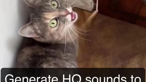 Sounds that attract cats - Meow to make cats come to you