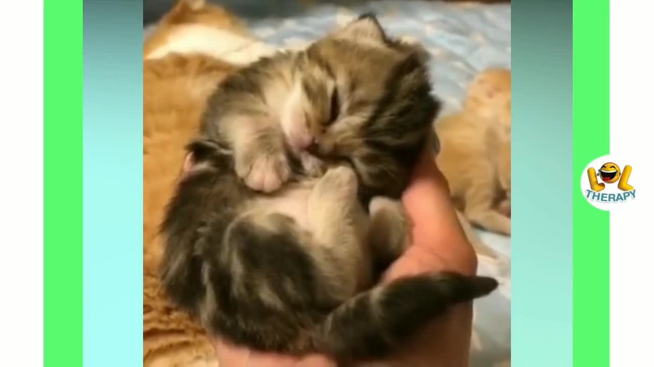 Cute kittens meowing compilation | Funny kitten video | Kitten meowing