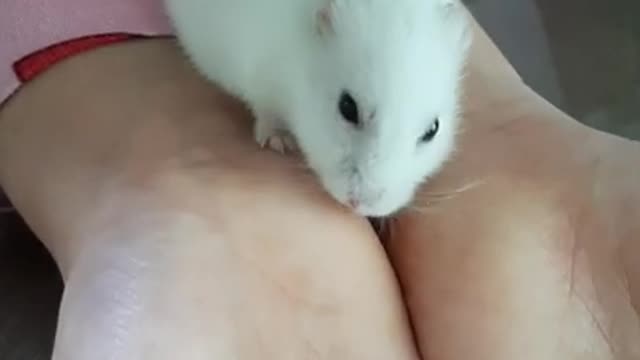 Hamster Handling