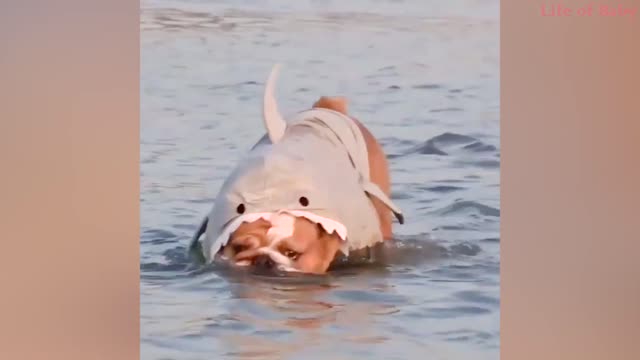 Try Not To Laugh - Look at This Super Funny video
