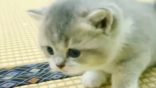 A cat that lies down after two steps