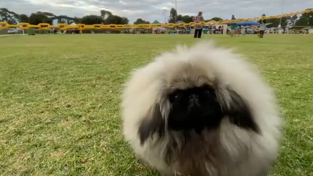 🔥Funniest Dogs will make you laugh all day long | Instagram Reels and Tiktok Videos | Desi animals 🔥