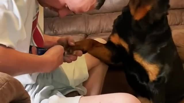 Dog Nels cut funny videos