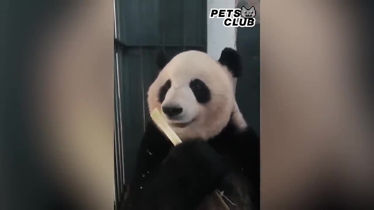 Panda teamwork Cute Panda