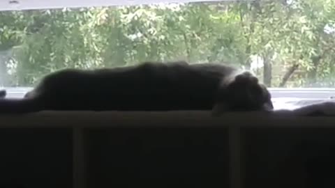 Orange cat on windowsill gets whispered at and rolls off