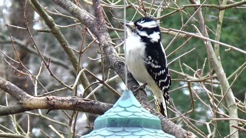 Downy Woodpecker