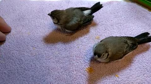 Zebra X Owl Hybrid Finch Day 37