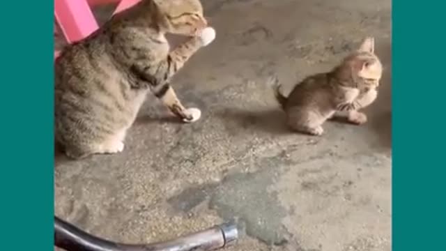 Cute animal funny video😍😍😍