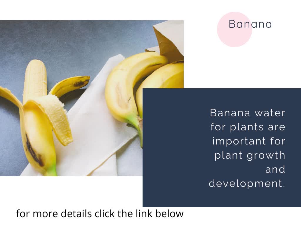 Benefits of banana water for plants