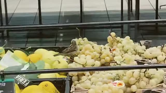 Birds stealing grapes in France supermarket