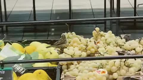 Birds stealing grapes in France supermarket