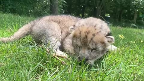 Cute little tiger who just learned to walk