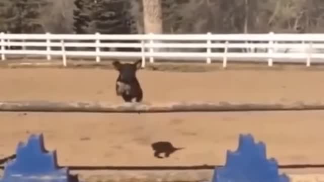 Funny Animals Videos 😂