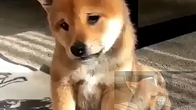 The dog is so wronged