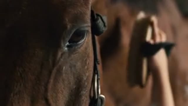 Low Angle Shot of Cute Donkey looking over out over the top of his box stall