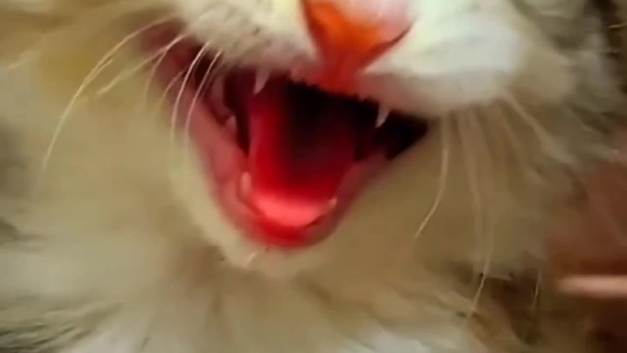 Smiling cat--Cutest cat video