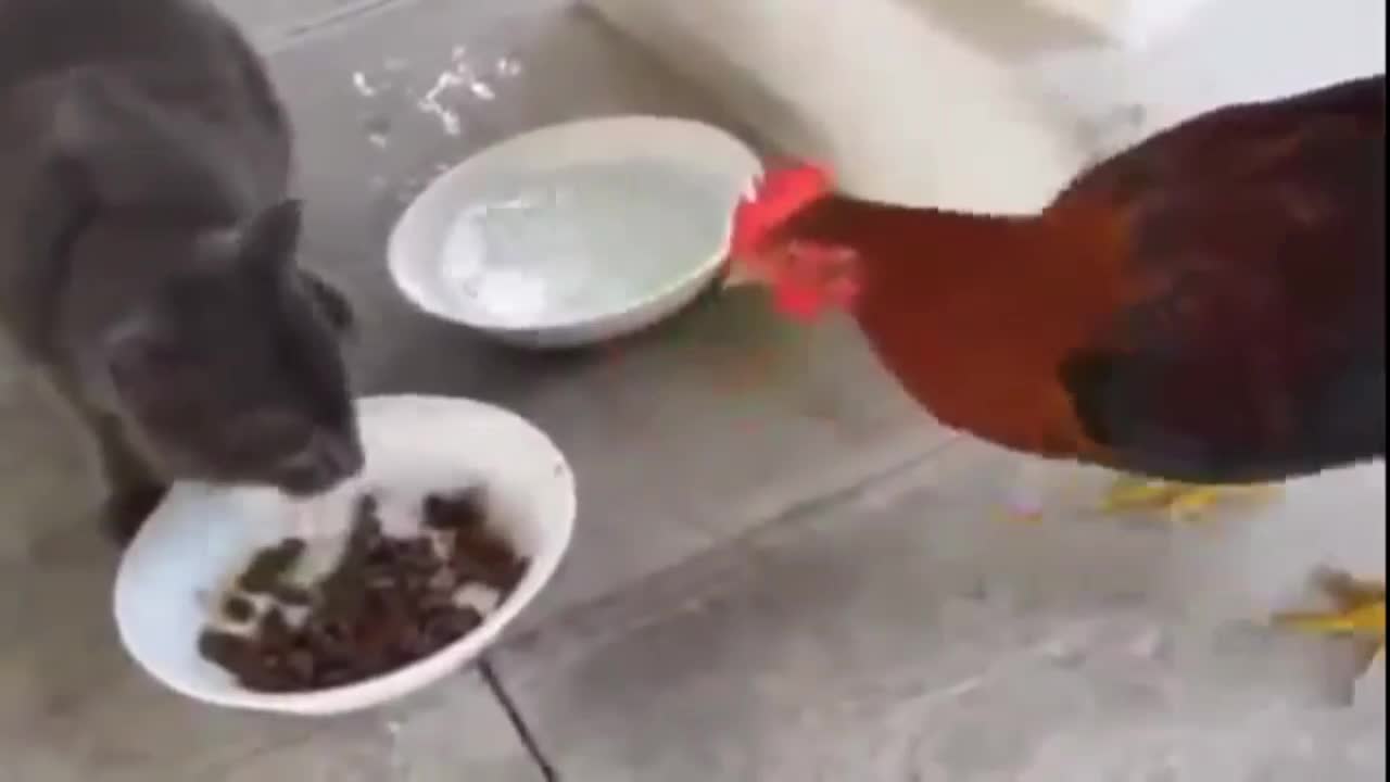 chicken that likes to disturb the cat eats