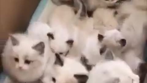 Box full of kittens, soo cute.😃😃😃