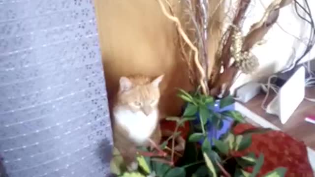 Rambo auf Entdeckungstour