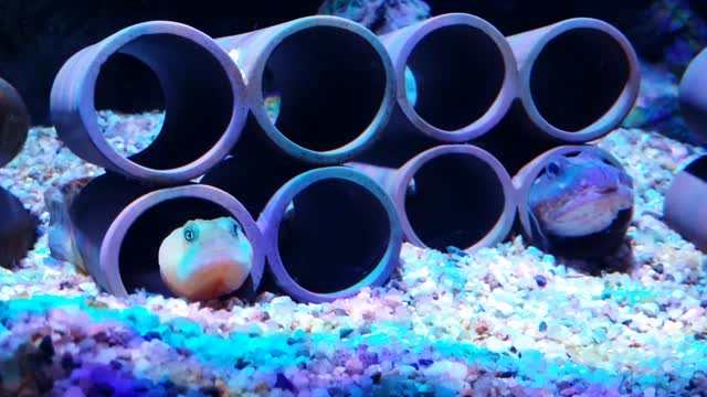 What is the name of this fish?