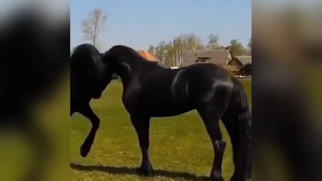 Horse black